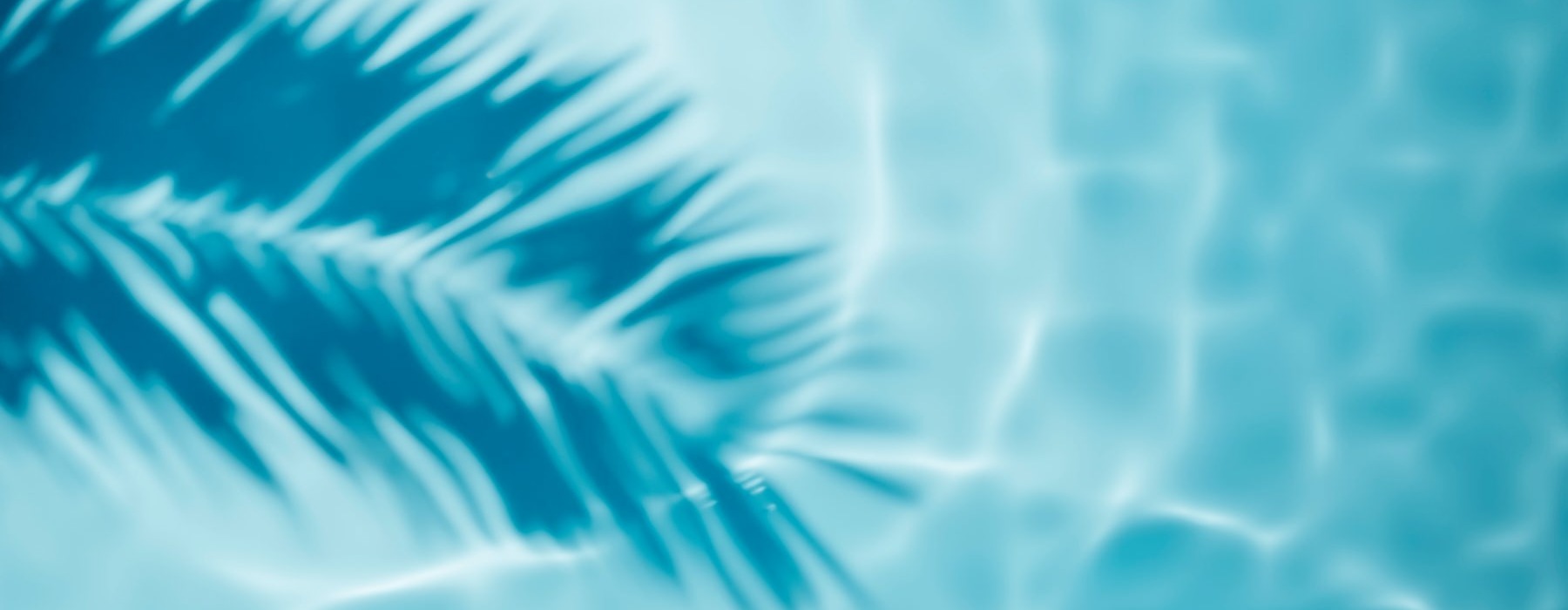 a swimming pool with a plant shadow